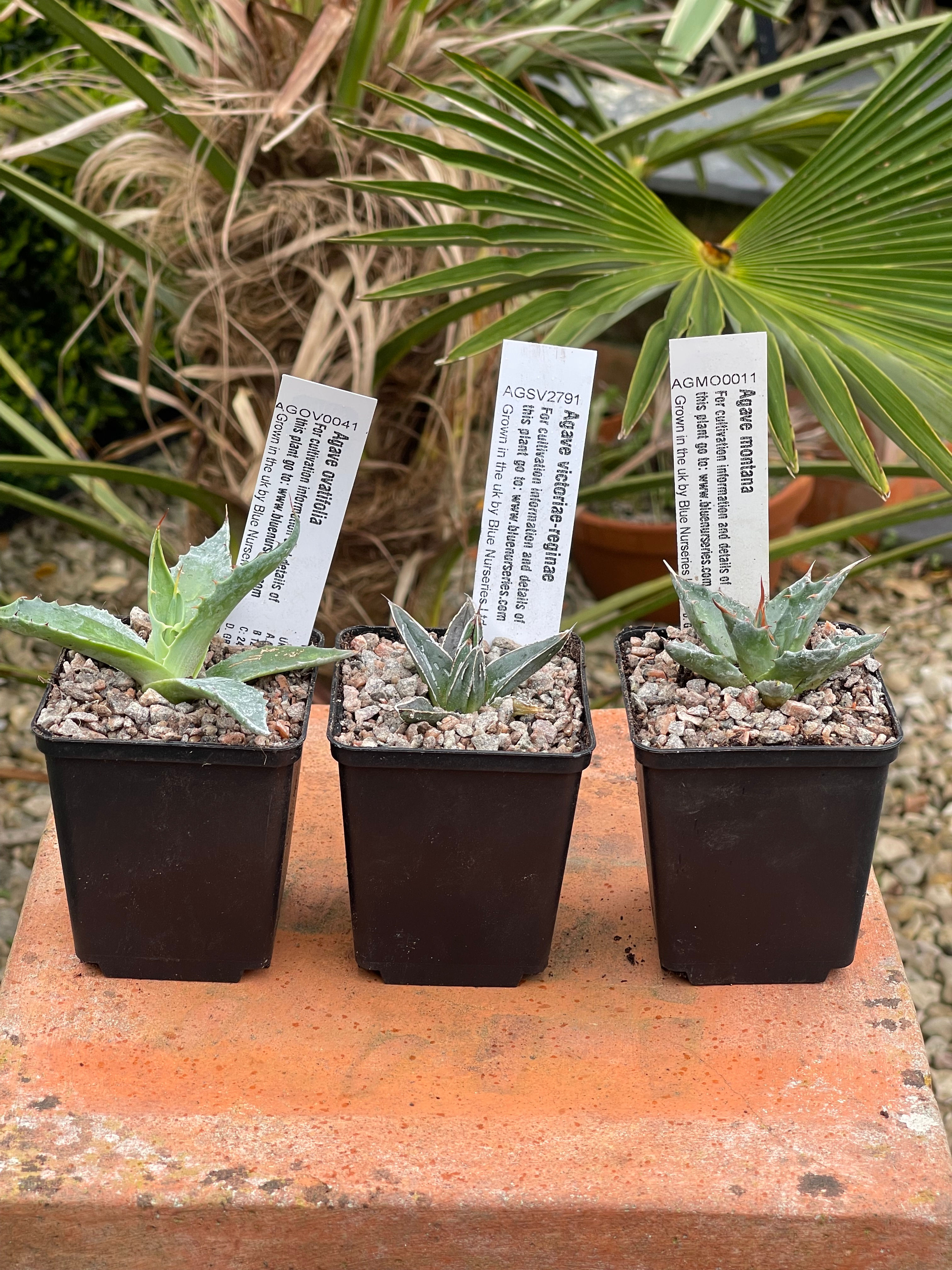 Agave collection 2026