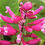 Thumbnail: Salvia involucrata 'Bethellii'
