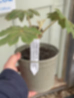 Thumbnail: Tetrapanax papyrifera 'Rex'