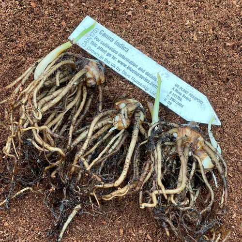 Canna indica (3 x tubers) | Blue Nurseries Ltd
