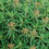 Thumbnail: Euphorbia mellifera