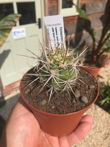 Trichocereus chilensis (Echinopsis chiloensis) | Blue Nurseries Ltd