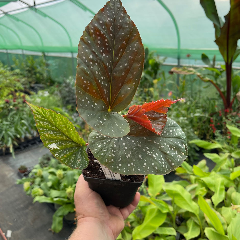 Thumbnail: Begonia Lucerna