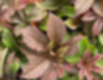 Rodgersia 'Bronze Peacock' at Blue Nurseries