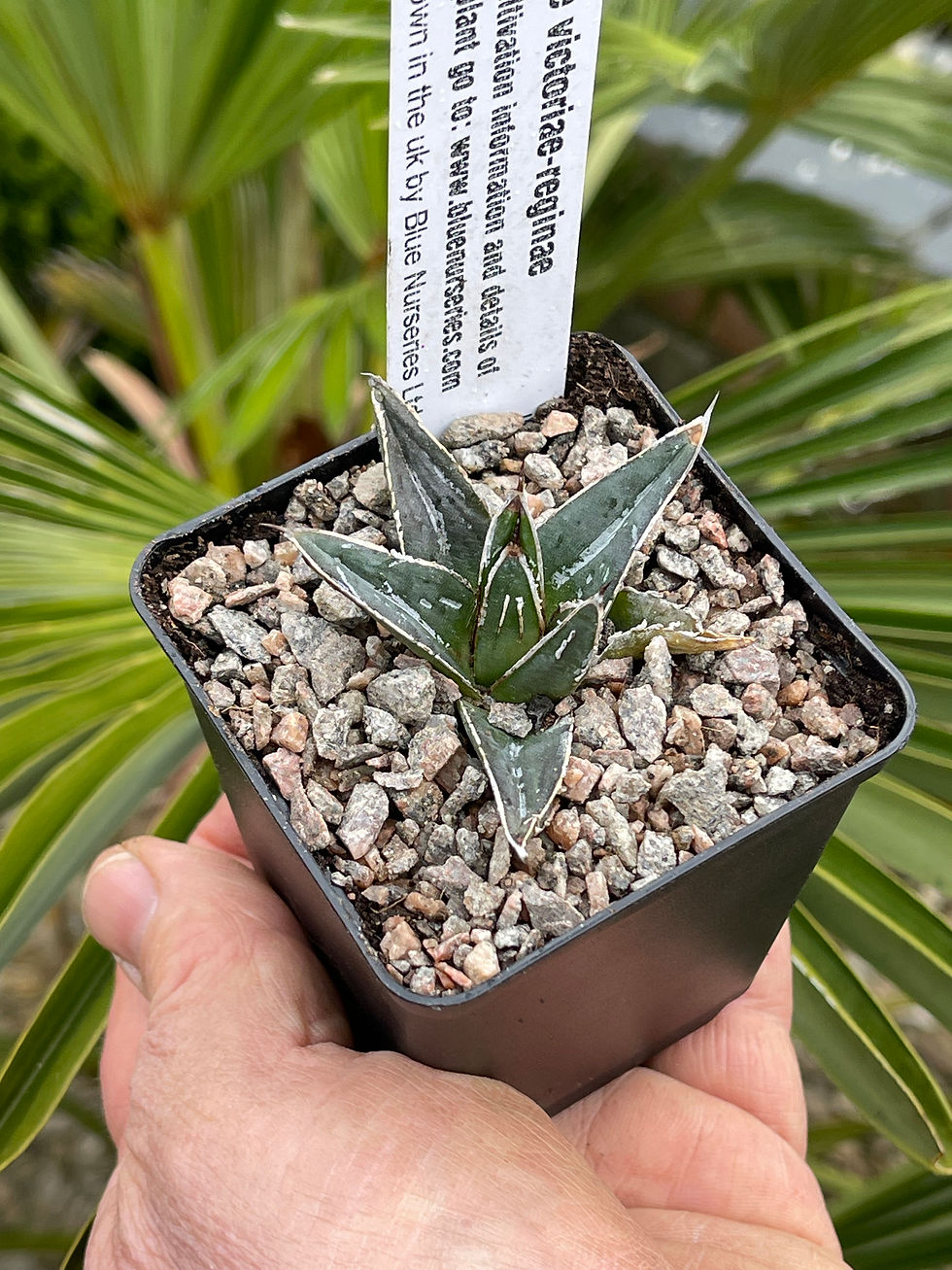 Thumbnail: Agave collection 2026