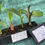 Thumbnail: four banana plant plugs for sale