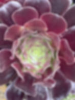 Aeonium ‘Schwarzkopff’