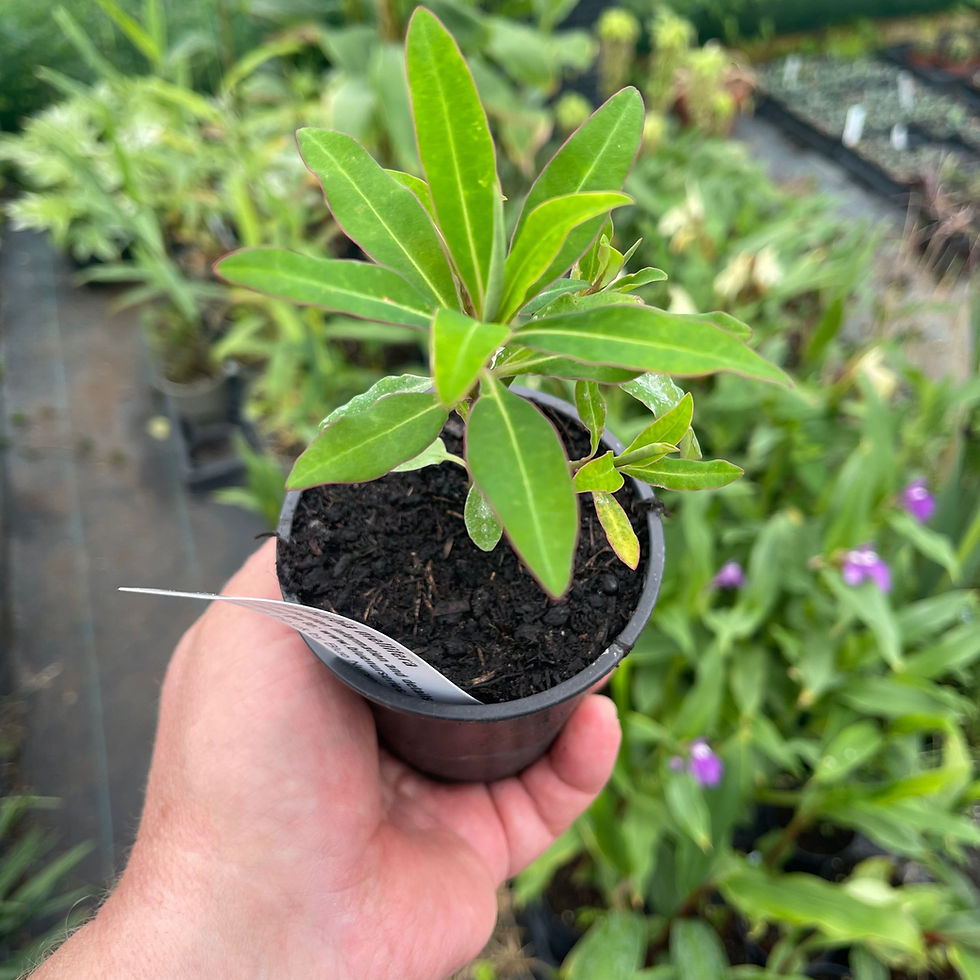 Thumbnail: Euphorbia mellifera