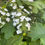 Thumbnail: Hydrangea quercifolia flowers at Blue Nurseries Ltd