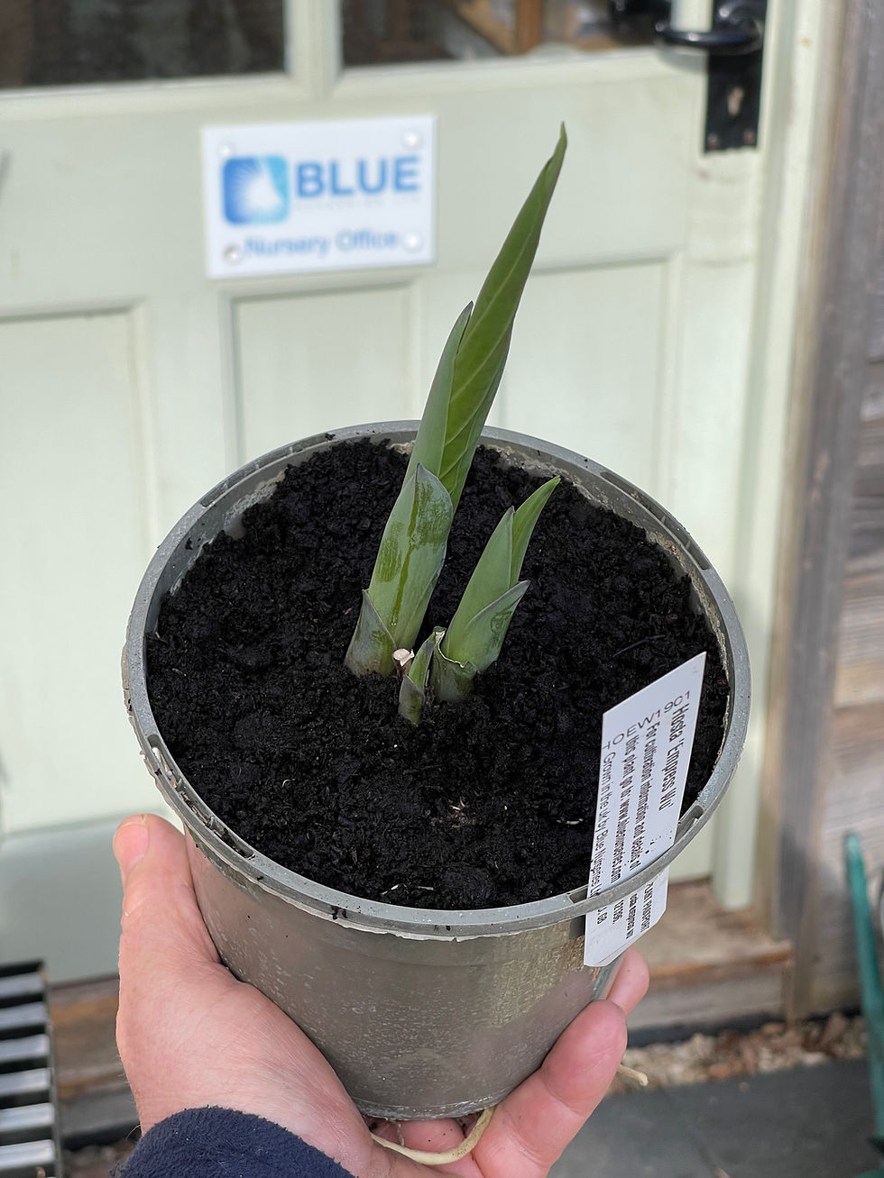 Thumbnail: Hosta Empress 'Wu'