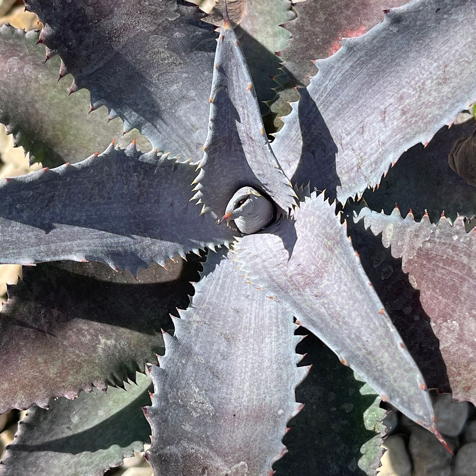 Mangave 'Silver Fox'