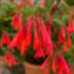 Fuchsia triphylla 'Thalia' flowers