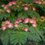 Thumbnail: Albizia Julibrissin in flower