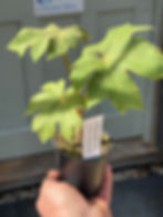 Thumbnail: Tetrapanax papyrifera 'Rex'