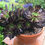 Thumbnail: Aeonium 'Tip Top'