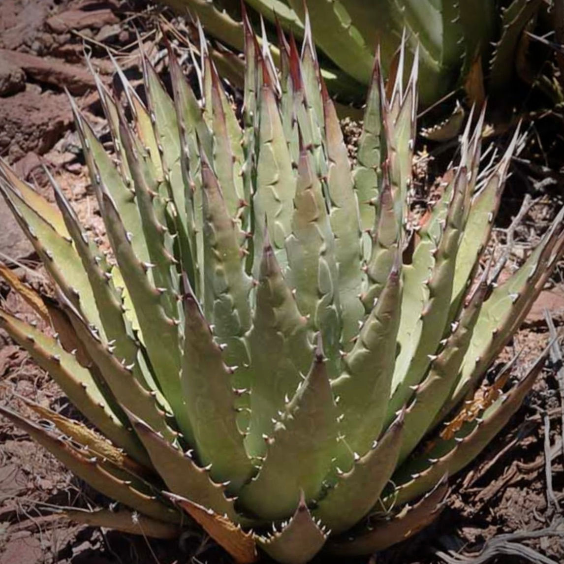 Agave mckelveyana x Agave utahensis