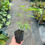 Thumbnail: Albizia Julibrissin in a 0.8 tree pot