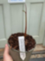 Thumbnail: Hedychium densiflorum ‘Assam Orange’ available at Blue Nurseries Ltd