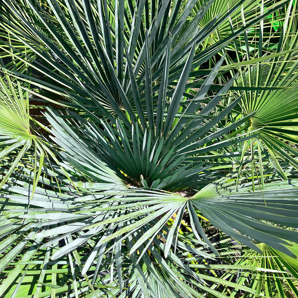 Chamaerops humilis Cerifera.