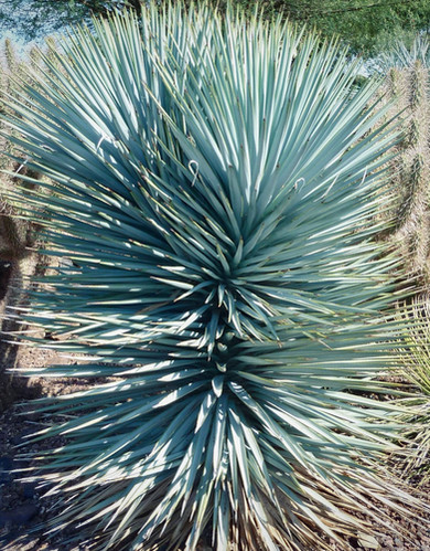 Yucca rigida 'Blue Sentry' | Blue Nurseries Ltd