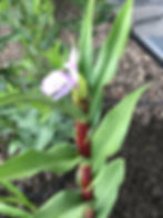 Roscoea purpurea 'Cinnamon Stick'