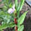 Thumbnail: Roscoea purpurea 'Cinnamon Stick'