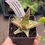Thumbnail: Aloe 'Chendo' hybrid Aloe available in 7cm pots
