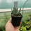 Thumbnail: Aloe reitzii in a 7cm pot