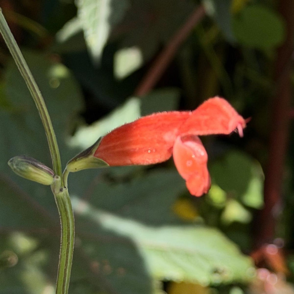 Salvia stolonifera in flower