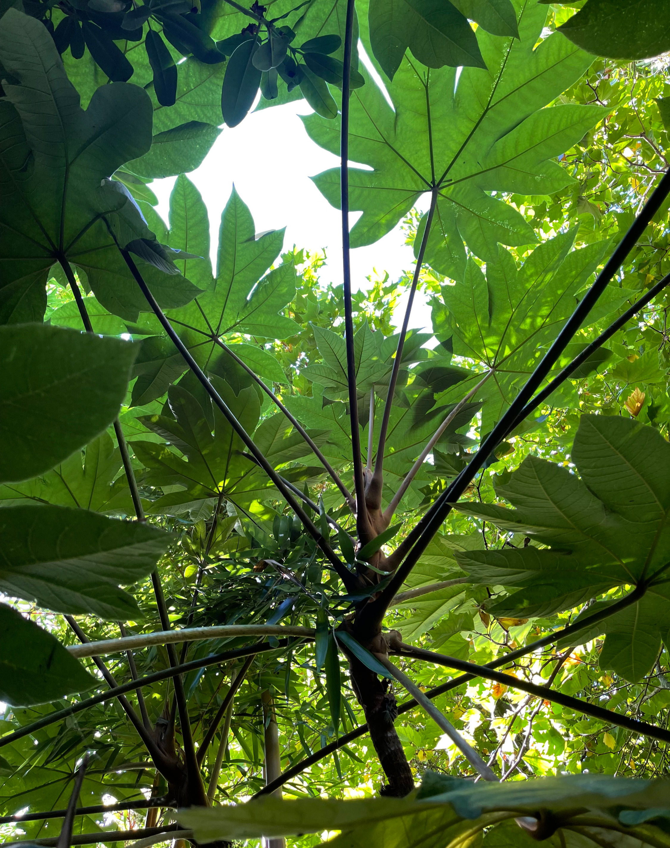 Tetrapanax papyrifera 'Rex' giant leaves
