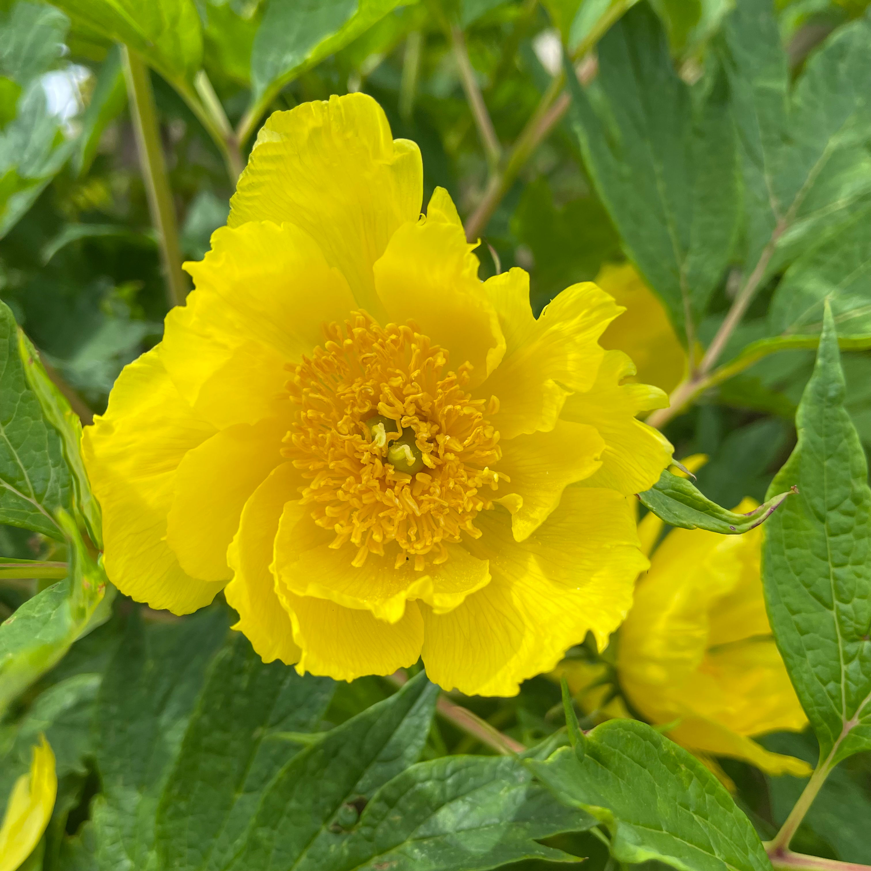 Paeonia lutea var. ludlowii Seeds