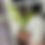 Thumbnail: Trachycarpus Nova vari. Wide Leaf