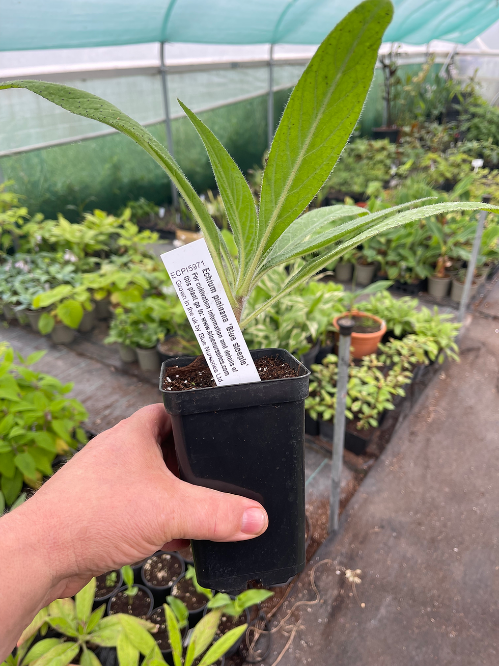 Thumbnail: Echium pininana 'Blue Steeple'