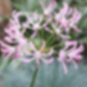 Nerine undulata syn crispa