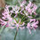 Thumbnail: Nerine undulata syn crispa