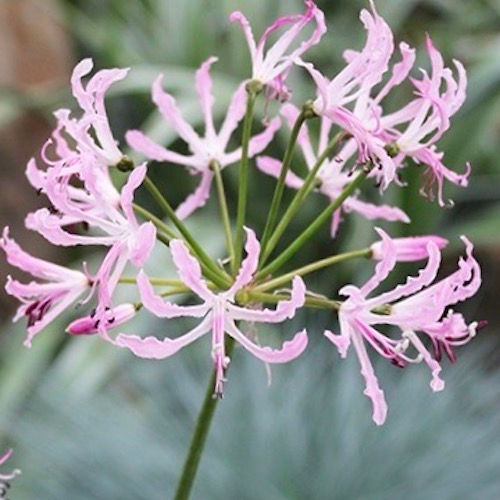 Nerine undulata syn crispa