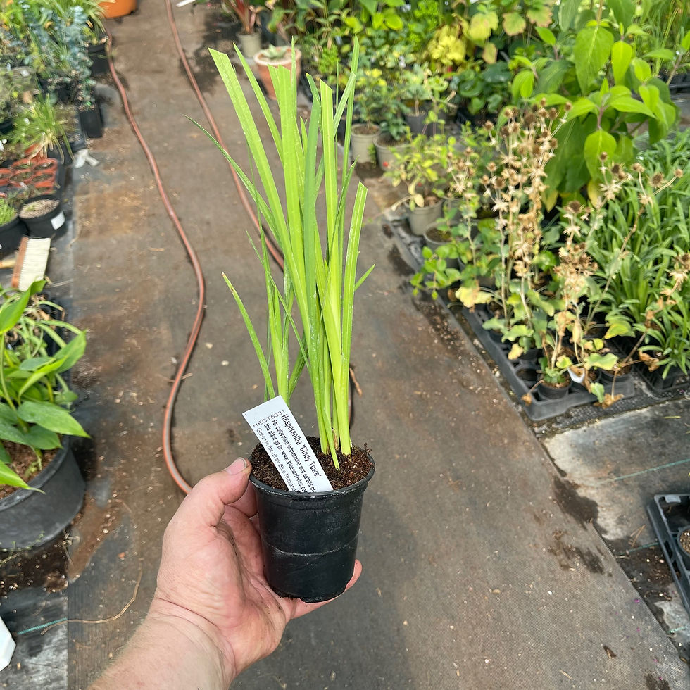Thumbnail: Hesperantha Cindy Towe