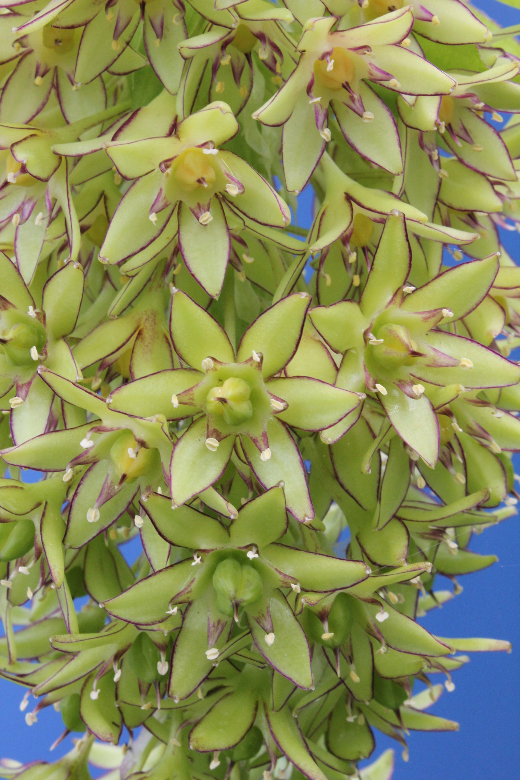 Eucomis bicolor