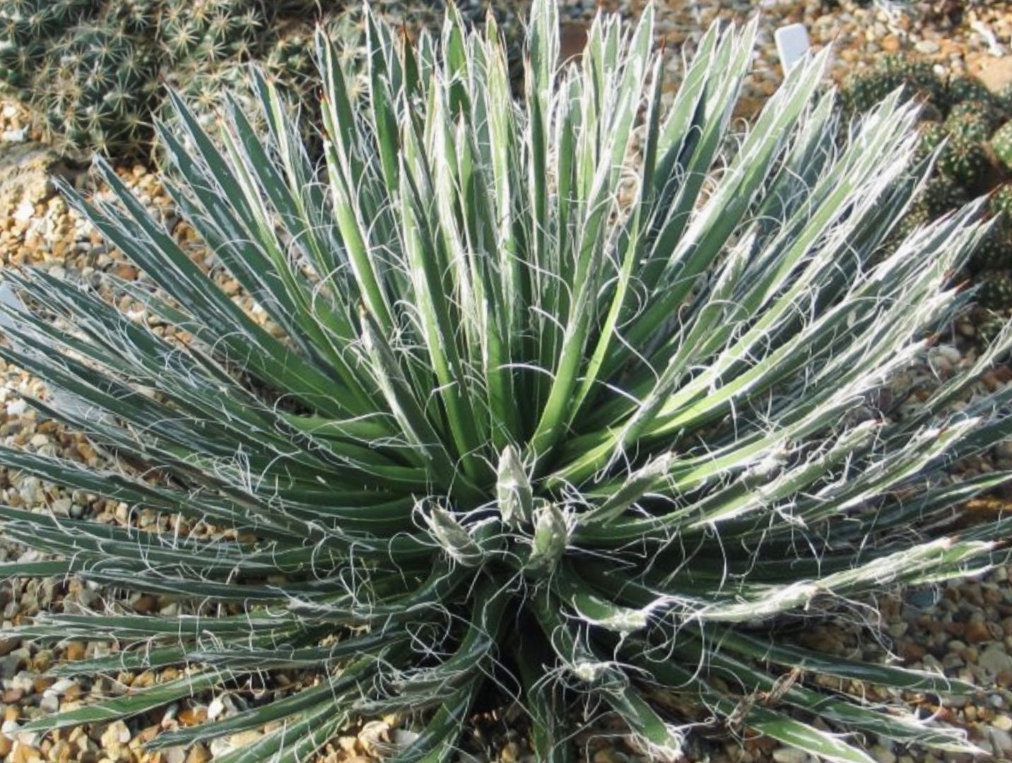 Agave toumeyana var. bella