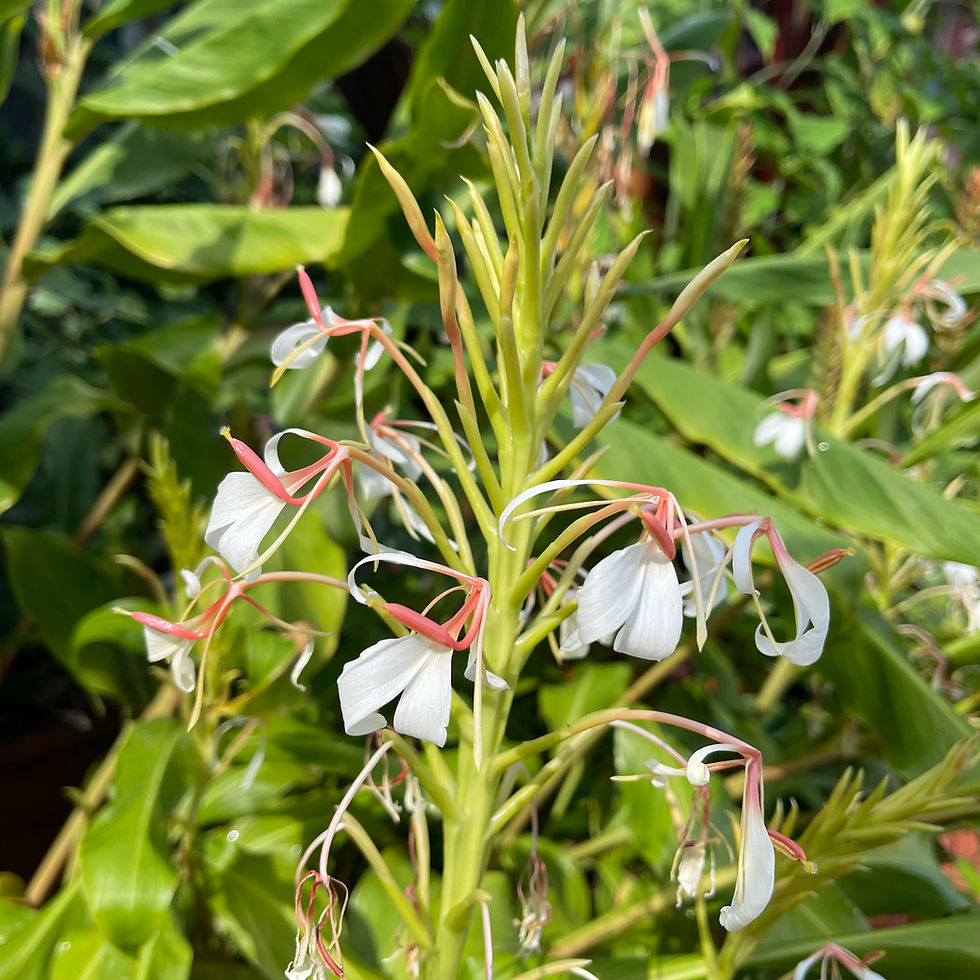 Hedychium spicatum ‘Singalila' in flower