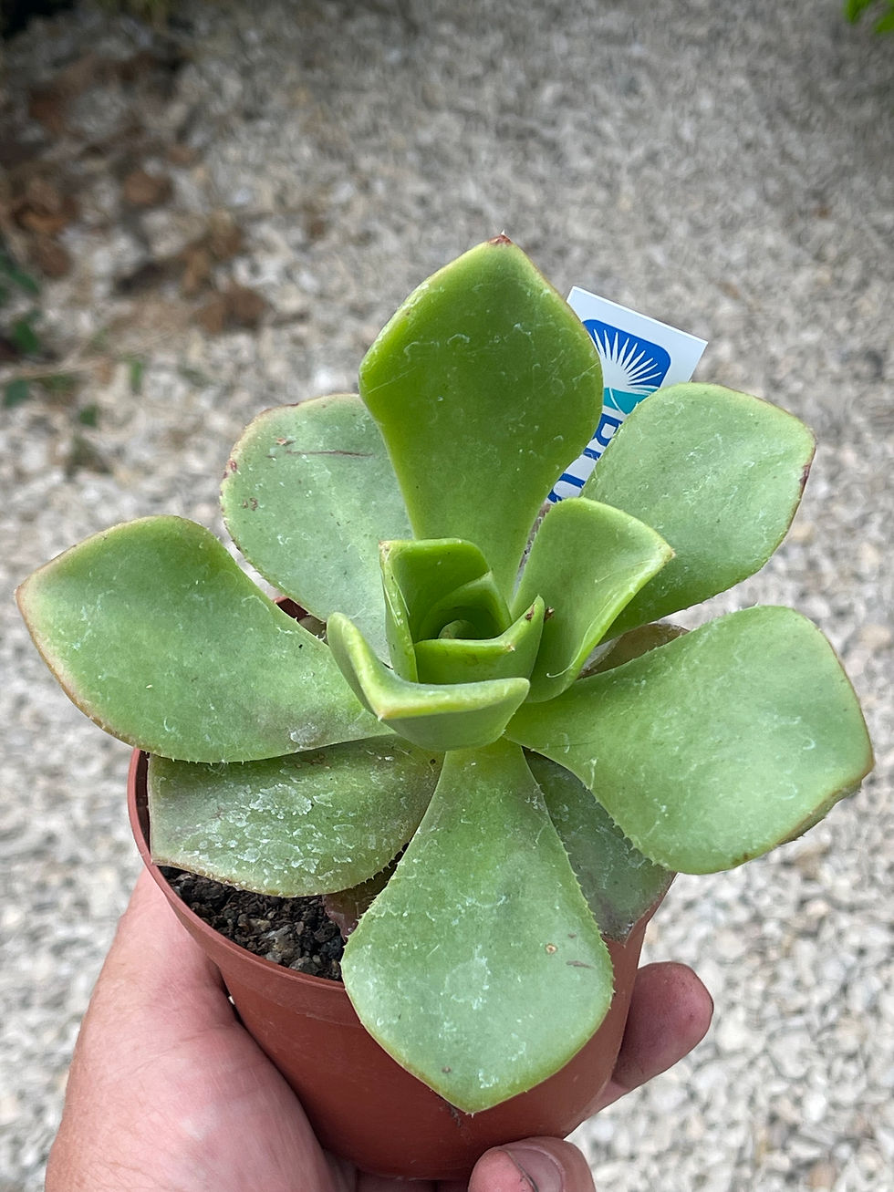 Thumbnail: Aeonium nobile rare succulent