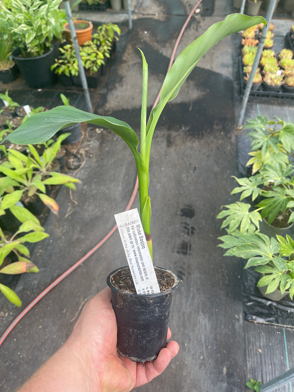 Thumbnail: Musa basjoo available from Blue Nurseries