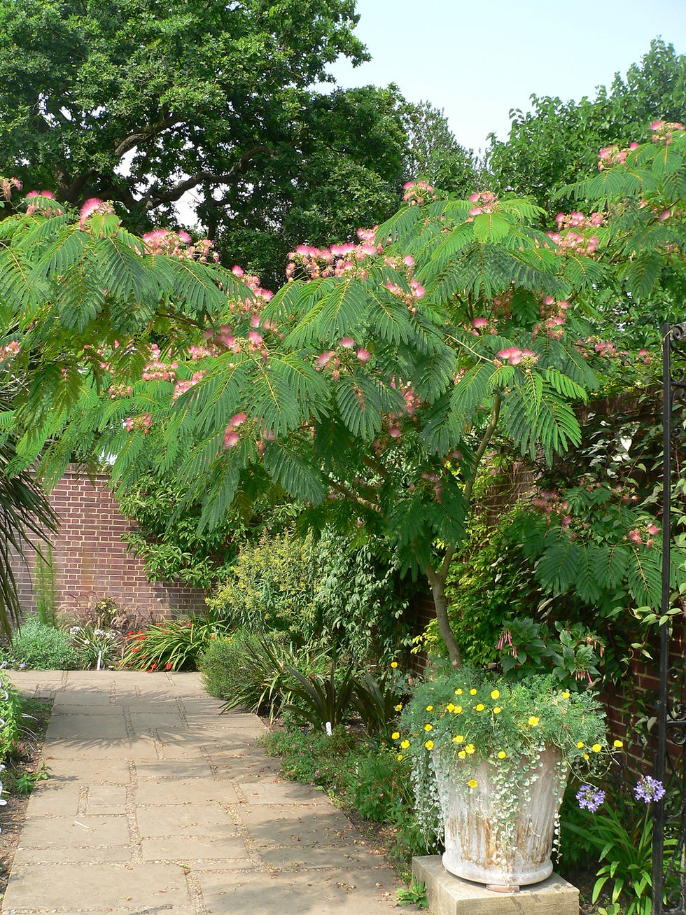 Albizia Julibrissin at RHS Wisley