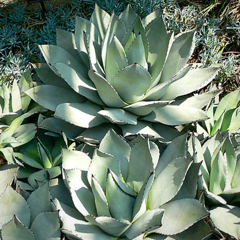 アガベ Agave parryi 'Giant Grantkids' 197 Agave parryi Giant Grant Kids - Agaveville