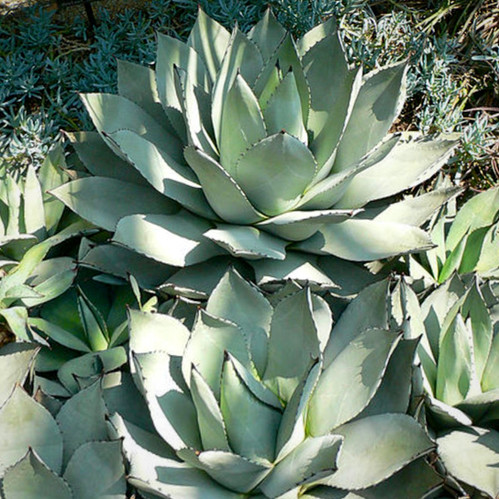 アガベ Agave parryi 'Giant Grantkids' 197 Agave parryi Giant Grant