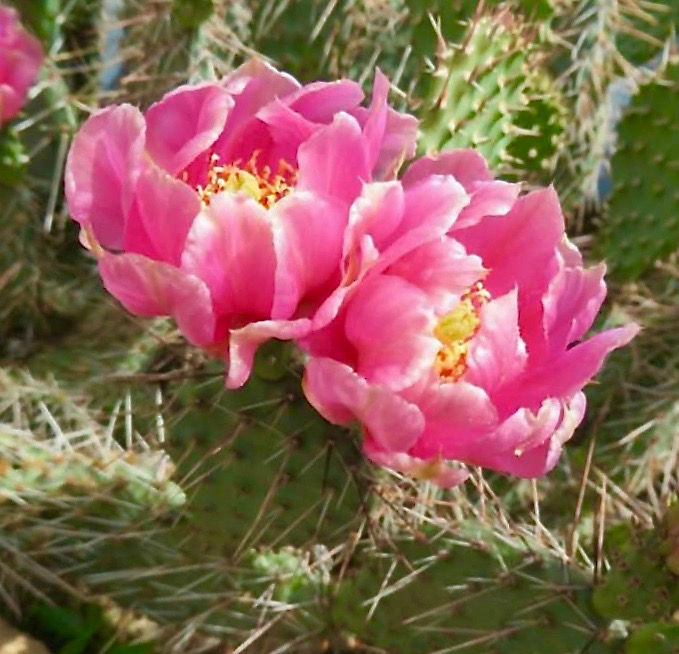 Opuntia polyacantha