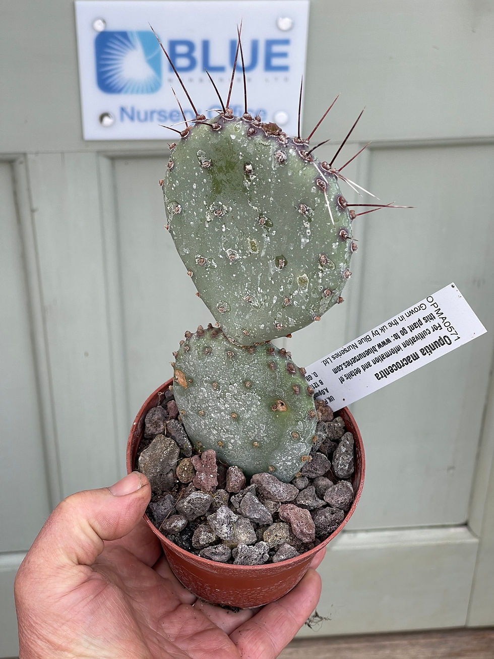 Thumbnail: Opuntia macrocentra