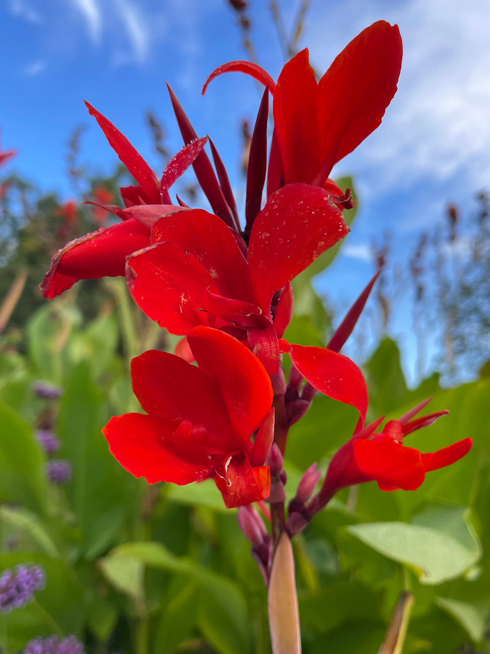 Canna Marabout seeds available. Seen here in flower.