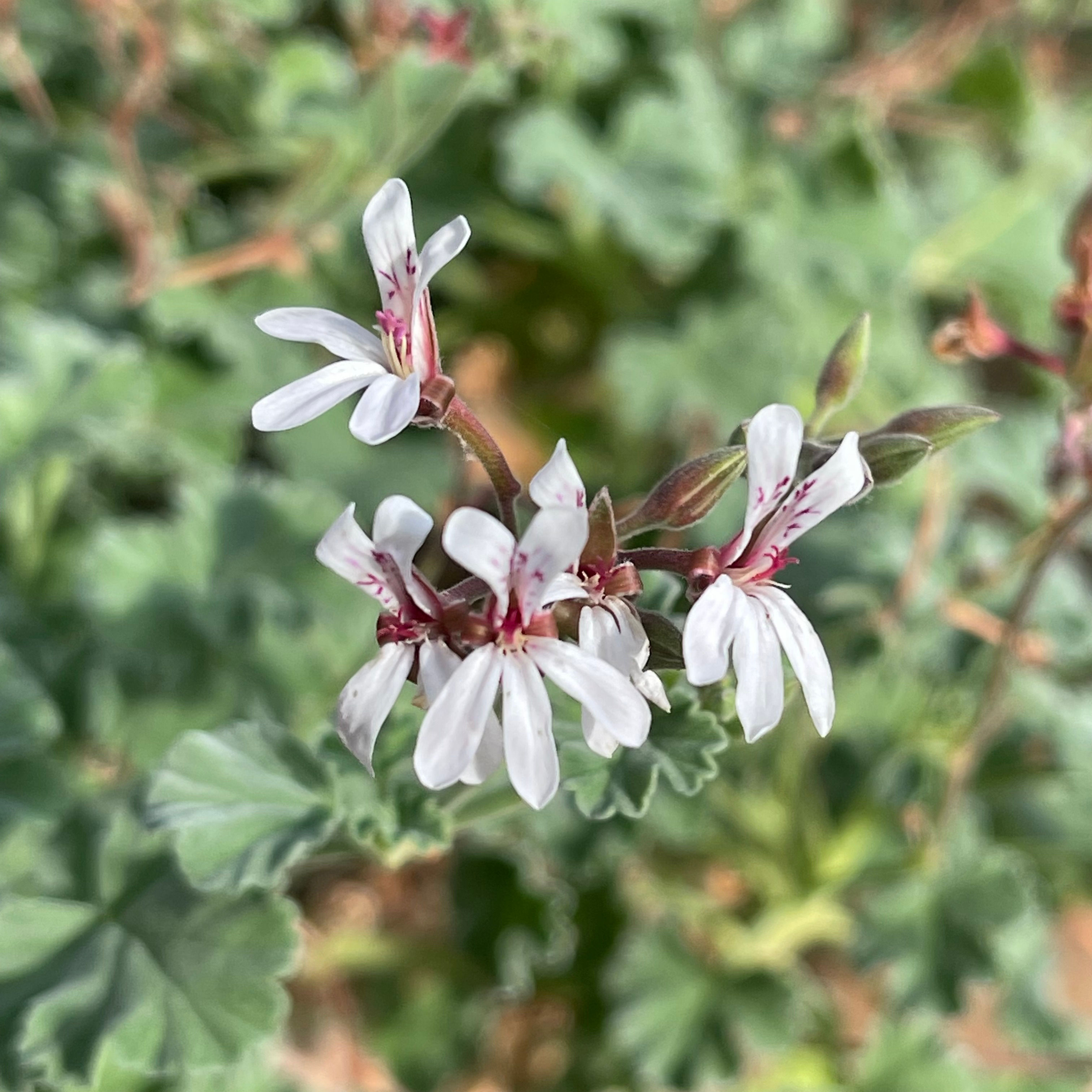 Pelargonium fragrans in flower