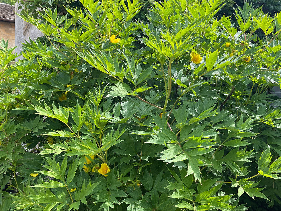 Paeonia lutea var. ludlowii Seeds